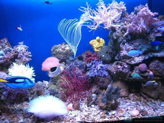 Những đàn cá lớn dưới rặng san hô